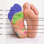 Reflexología podal: algo más que un masaje terapéutico reflexoterapia podal